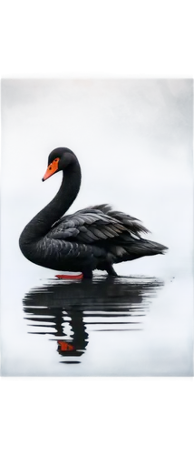 Black swan, adult, solo, wings slightly open, long neck, orange beak, shiny feathers, reflection on water, morning mist, soft focus, 3/4 composition, natural light, cinematic tone, high contrast, deta