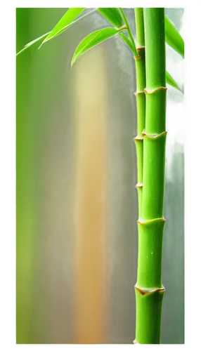 Bamboo tree, solo, tall, slender, green leaves, nodes on stem, natural texture, morning dew, soft sunlight filtering through leaves, 3/4 composition, shallow depth of field, warm color tone, cinematic