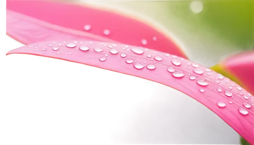 dewdrops,rainwater drops,dewdrop,raindrop rose,dew drop,dew drops,droplet,dew droplets,raindrop,waterdrops,water droplets,water droplet,dew drops on flower,droplets,rain droplets,rain lily,waterdrop,pink petals,water drops,water drop,Illustration,American Style,American Style 09