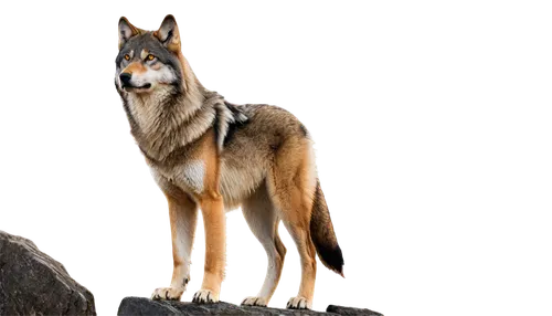 czechoslovakian wolfdog,saarloos wolfdog,wolfdog,tamaskan dog,kunming wolfdog,formosan mountain dog,european wolf,northern inuit dog,canis lupus,schleich,estrela mountain dog,canis lupus tundrarum,greenland dog,sakhalin husky,canidae,coyote,norwegian buhund,vulpes vulpes,red wolf,silken windhound,Art,Classical Oil Painting,Classical Oil Painting 08