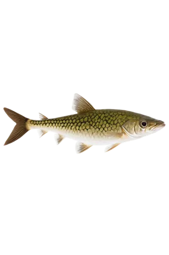 aquatic life, catfish, freshwater fish, whisker-like barbels, flat head, brown-green scales, white belly, small eyes, wide mouth, swimming pose, solo, aquarium setting, aquatic plants, soft focus, war