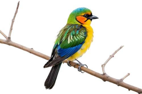 green rosella,yellowish green parakeet,yellow green parakeet,yellow parakeet,beautiful yellow green parakeet,south american parakeet,gouldian,gouldian finch,blue and gold macaw,kakariki parakeet,eastern rosella,tasmanian rosella,macaw hyacinth,sun parakeet,caique,blue and yellow macaw,yellow macaw,rosella,cute parakeet,blue parakeet,Unique,Paper Cuts,Paper Cuts 08