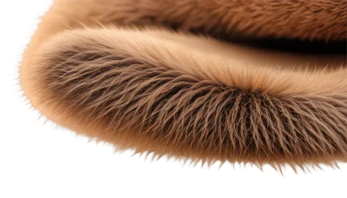 Hairy camel toes, close-up, detailed fur, brownish-gray color, soft texture, natural lighting, shallow depth of field, warm tone, realistic rendering.,clitocybe,conocybe,chestnut mushroom,inocybe,psil