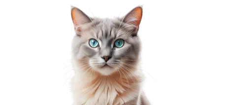 cat with blue eyes,cat on a blue background,turkish angora,blue eyes cat,british longhair cat,cat vector,siberian cat,turkish van,norwegian forest cat,birman,drawing cat,siamese cat,cat portrait,breed cat,pet portrait,domestic long-haired cat,maincoon,digital painting,cartoon cat,siamese,Art,Artistic Painting,Artistic Painting 45