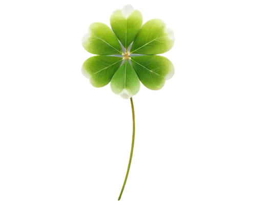 medium clover,4-leaf clover,five-leaf clover,four-leaf clover,a four leaf clover,four leaf clover,4 leaf clover,three leaf clover,narrow clover,long ahriger clover,shamrock balloon,clovers,lucky clover,oxalis,clover flower,shamrock,wood-sorrel,pennywort,redwood sorrel,dutch clover,Art,Artistic Painting,Artistic Painting 37