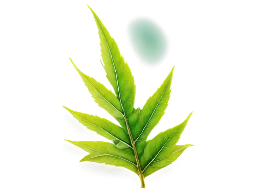 mape leaf,stevia,green leaf,leaf background,mint leaf,custody leaf,spring leaf background,mugwort,tea tree,bay leaf,japanese mugwort,fern leaf,walnut leaf,cannabidiol,hojicha,tropical leaf,chestnut leaf,leaf green,citronella,leaf fern,Art,Classical Oil Painting,Classical Oil Painting 03