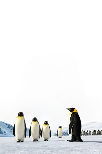 Icy landscape, Antarctica, snowy mountains, frozen lake, penguins standing, Emperor penguin, Adelie penguin, Chinstrap penguin, frosty air, cold mist, soft sunlight, panoramic view, low angle shot, ci