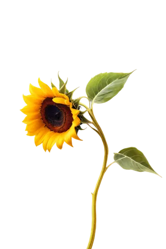 sunflower lace background,sun flower,sunflower,yellow rose background,sunflower paper,small sun flower,sun flowers,stored sunflower,sunflowers in vase,flowers png,sunburst background,yellow gerbera,solar plexus chakra,yolk flower,yellow flower,flower background,gold flower,lemon flower,erdsonne flower,flowers sunflower,Illustration,Realistic Fantasy,Realistic Fantasy 24