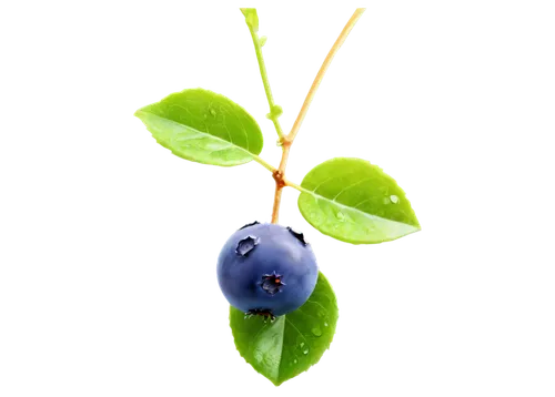 bilberry,bilberries,blueberries,blueberry,dewberry,garden berry,siberry,bayberry,mollberry,arabidopsis,maberry,marberry,gransberry,pikmin,cherry branch,dogberry,nightshade plant,defend,myrtus,muglia,Photography,Black and white photography,Black and White Photography 04