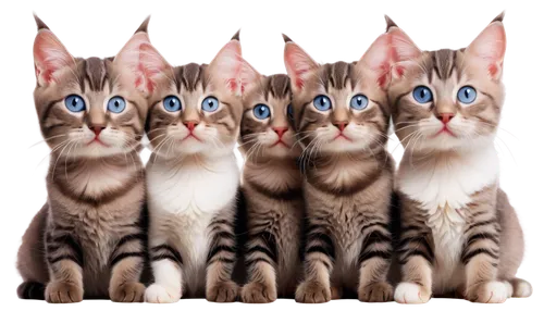 genets,catterns,sphinxes,animorphs,triplicate,georgatos,stereogram,supersymmetric,quadrupeds,cat vector,morphs,cloned,pussycats,cat image,quadruplet,catsoulis,windclan,cat's eyes,cat pageant,stereograms,Illustration,Japanese style,Japanese Style 05