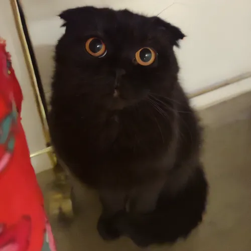 scottish fold,selkirk rex,pet black,meko,marmalade,jiji the cat,big eyes,cute cat,cat,domestic short-haired cat,sooty chat,ori-pei,miso,merlin,black cat,look into my eyes,cat's eyes,figaro,emogi,mochi