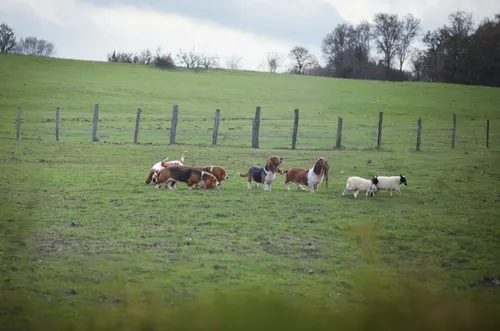 cows on pasture,simmental cattle,pasture fence,holstein cattle,beef cattle,pasture,livestock farming,dairy cattle,ruminants,pastures,allgäu brown cattle,horse herd,cow herd,heifers,domestic cattle,dülmen wild horses,cows,tyrolean gray cattle,happy cows,livestock