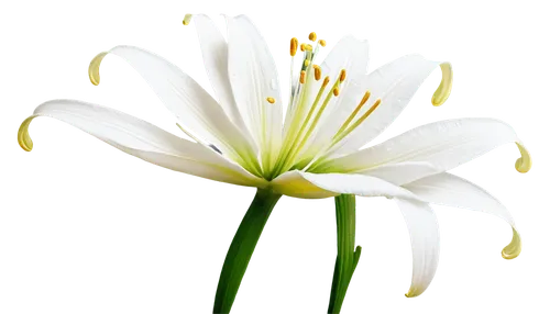 flowers png,white lily,flower background,white flower,flower wallpaper,easter lilies,chrysanthemum background,delicate white flower,zephyranthes,white cosmos,white floral background,lily flower,flower illustrative,white petals,white daisies,madonna lily,wood daisy background,the white chrysanthemum,white chrysanthemum,grass lily,Conceptual Art,Sci-Fi,Sci-Fi 05