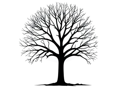 tree silhouette,old tree silhouette,fir tree silhouette,arbre,flourishing tree,tree thoughtless,silhouette of man,the branches of the tree,celtic tree,tree of life,isolated tree,tree heart,lonetree,arboreal,birch tree background,growth icon,circle around tree,tree,deciduous tree,magic tree,Conceptual Art,Daily,Daily 24