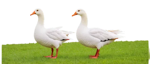 a pair of geese,swan pair,canadian swans,greylag geese,geese,fujian white crane,young swans,white storks,gooseander,swans,goslings,trumpeter swans,greylag goose,duck females,ducks  geese and swans,snow goose,flamingo couple,galliformes,platycercus,bird couple,Art,Artistic Painting,Artistic Painting 02