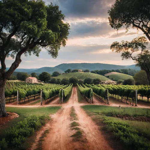 southern wine route,southern wine route,wine region,wine country,vineyards,viticulture,vineyard,tuscany,provencal life,provence,castle vineyard,grape plantation,tuscan,passion vines,alentejo,south aus