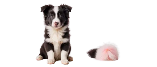 Cute border collie puppy, white and black fur, fluffy ears, big brown eyes, pink nose, sitting, front paw raised, curly tail, soft focus, warm lighting, shallow depth of field, 3/4 composition, mornin