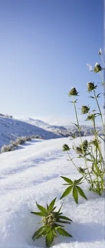 antarctic flora,alpine sea holly,ice flowers,snow fields,fragrant snow sea,cannabidiol,snow landscape,snow roof,ice plant,winter background,hemp oil,snowy landscape,snow scene,finnish lapland,winter savory,cbd oil,mugwort,winter aster,winter landscape,white turf,Photography,Documentary Photography,Documentary Photography 26