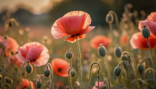 poppy flowers,poppy field,poppies,poppy fields,red poppies,mohn,poppy flower,a couple of poppy flowers,field of poppies,pink poppy,red poppy,corn poppies,poppy plant,poppy anemone,klatschmohn,orange poppy,papaver,floral poppy,papaver orientale,poppy,Photography,General,Cinematic