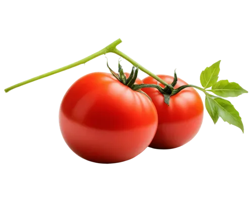 Ripe tomatoes, glossy skin, vibrant red color, leafy green stem, juicy flesh, round shape, solo, transparent background, soft natural light, 3/4 composition, shallow depth of field, warm color tone, c