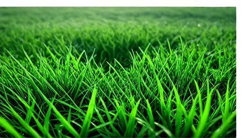 grass,green lawn,green wallpaper,green grass,block of grass,lawn,grasslike,gras,zoysia,ryegrass,artificial grass,turfgrass,grassman,grass grasses,grassy,golf course grass,grass blades,grass golf ball,grassby,dew on grass,Conceptual Art,Sci-Fi,Sci-Fi 05