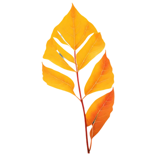 leaf drawing,watercolor leaf,watercolour leaf,leaf background,watercolor leaves,autumn leaf paper,tree leaf,fall leaf,autumn leaf,golden leaf,leaf branch,skeleton leaf,beech leaf,leaf,leaf rectangle,magnolia leaf,yellow leaf,maple leave,dried leaf,red leaf,Illustration,Vector,Vector 05