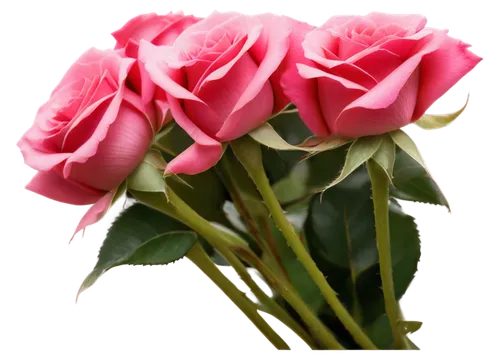 flowers png,pink roses,rose png,pink rose,rosses,rosas,rose roses,romantic rose,rose pink colors,pink floral background,flower background,noble roses,bicolored rose,roze,spray roses,sugar roses,pink carnations,rosse,colorful roses,roses,Photography,Fashion Photography,Fashion Photography 05