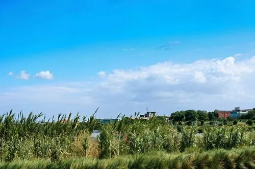 polders,yamada's rice fields,phragmites,dutch landscape,reedbed,biesbosch