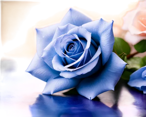 blue rose,blue moon rose,porcelain rose,blue rose near rail,rose png,water rose,rose flower,white rose,bicolored rose,paper flower background,flower rose,romantic rose,blue flower,paper rose,landscape rose,bicolor rose,frosted rose,blu flower,blue petals,flower wallpaper,Conceptual Art,Fantasy,Fantasy 31