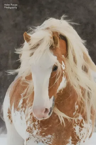 a brown and white horse standing in the snow,iceland horse,albino horse,icelandic horse,belgian horse,portrait animal horse,haflinger