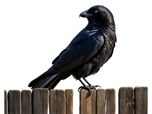 Dark crow, solo, wings spread wide, black feathers, sharp beak, bright detailed eyes, perched on wooden fence, rustic texture, afternoon sunlight, soft shadows, 3/4 composition, shallow depth of field