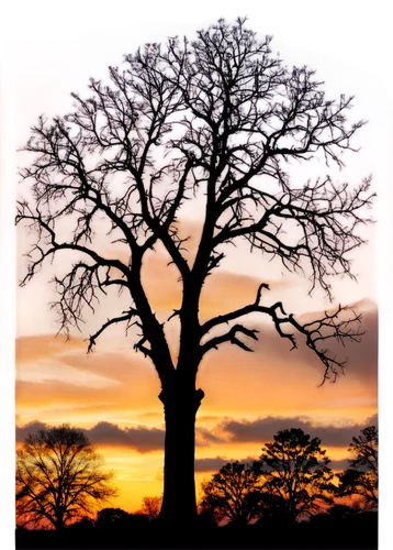 old tree silhouette,tree silhouette,arbre,baobabs,adansonia,celtic tree,oak tree,tree of life,baobab,baobab oil,lonetree,bare tree,deciduous tree,lone tree,tree,isolated tree,argan tree,old tree,a tree,elm tree,Art,Artistic Painting,Artistic Painting 07