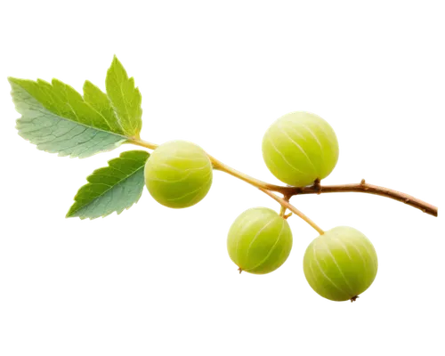 Gooseberry, green fruit, small, round, soft skin, tiny hairs, stem attached, leaves around, natural light, 3/4 composition, shallow depth of field, warm color tone, cinematic lighting.,green fruit is 