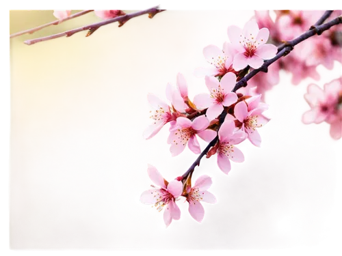 plum blossoms,plum blossom,sakura cherry tree,apricot blossom,the plum flower,apricot flowers,japanese cherry blossom,japanese cherry,spring blossom,cherry blossom branch,japanese sakura background,pink cherry blossom,japanese cherry blossoms,spring background,almond blossom,peach blossom,prunus,almond blossoms,cherry blossom,cherry blossoms,Illustration,Vector,Vector 03