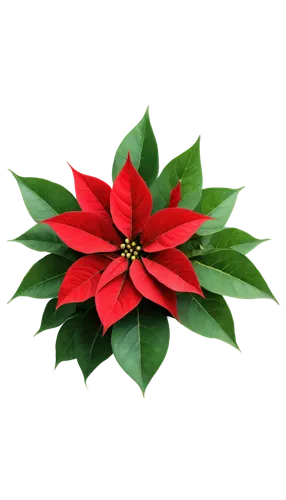 natal lily,poinsettia,christmas flower,poinsettia flower,flower of christmas,wreath vector,holly wreath,american holly,flowers png,christmas ribbon,christmas motif,xmas plant,lotus png,christmas star,star anise,red snowflake,advent star,christmas pattern,christmas border,holiday bow,Illustration,Realistic Fantasy,Realistic Fantasy 34