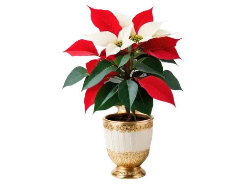 christmas flower,xmas plant,flower of christmas,poinsettia,poinsettia flower,christmas gold and red deco,christmas bulb,christmas rose,flower christmas,poinsettias,christmas bell,advent decoration,artificial flower,christmas candle,potted plant,christmas arrangement,flower of december,golden pot,flower vase,decorative flower,Photography,Fashion Photography,Fashion Photography 10