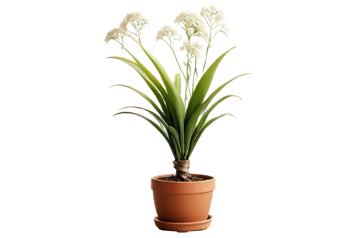 Ginger plant, green stems, white flowers, thick roots, potted, indoor, morning sunlight, soft focus, shallow depth of field, warm color tone, cinematic lighting, 3/4 composition, close-up, solo, delic