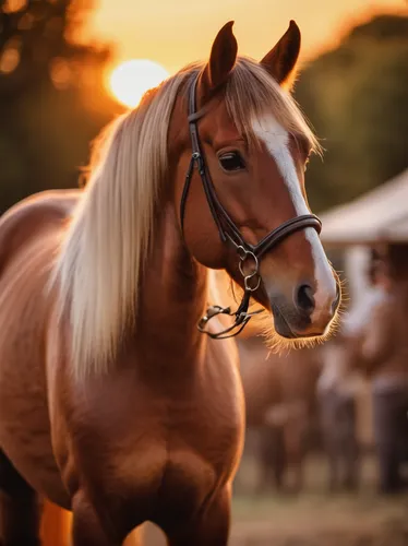 Create a romantic scene in a horse town with a beautiful sunset.,haflinger,belgian horse,portrait animal horse,albino horse,equine,palomino,beautiful horses,quarterhorse,arabian horse,draft horse,colo