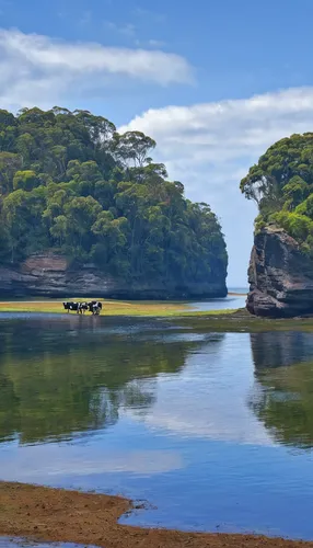 Cow and Nepean Island - 1.jpg,bay of islands,chiloe,punakaiki,north island,new south wales,puerto varas,paparoa national park,llanquihue lake,tasmania,shimane peninsula,herman national park,coastal la