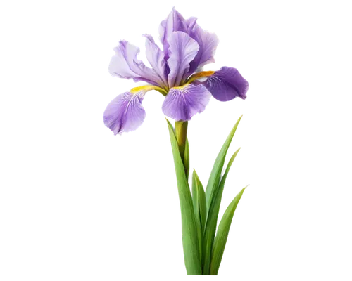 flowers png,purple flower,flower background,purple tulip,tulipan violet,dwarf iris,iridaceae,flower wallpaper,lavender flower,purple irises,flower purple,purple crocus,violet tulip,irises,purple background,tulip background,brodiaea,spiderwort,wild iris,violet flowers,Illustration,Realistic Fantasy,Realistic Fantasy 16