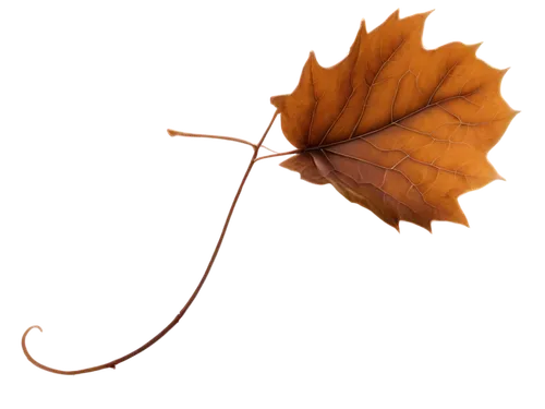 Falling object, solo, autumn season, brown leaf, curled up shape, soft focus, shallow depth of field, gentle movement, slow motion, warm lighting, cinematic composition, 3/4 view, transparent backgrou