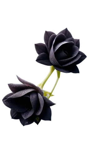 black hellebore,flowers png,black rose,paper roses,fabric flowers,fabric roses,bookmark with flowers,artificial flowers,artificial flower,black rose hip,paper flowers,paper rose,paper flower background,cut flowers,rose png,two-tone heart flower,minimalist flowers,bicolored rose,black streamers,mini roses,Illustration,Japanese style,Japanese Style 13