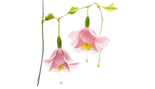 Delicate pink bell-shaped flowers, hanging downwards, soft petals, yellow center, slender stems, leaves with serrated edges, morning dew, warm sunlight filtering through petals, 3/4 composition, shall