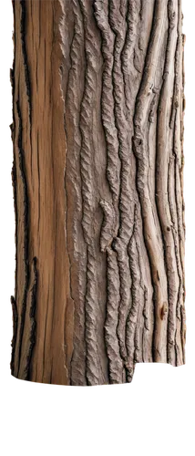 tree bark,english walnut,californian white oak,tree texture,birch trunk,wood texture,birch bark,tree trunk,ornamental wood,wood wool,european ash,eastern black walnut,knotty pine,trees with stitching,bark,embossed rosewood,sackcloth textured,natural wood,siberian elm,wood background,Illustration,Black and White,Black and White 12