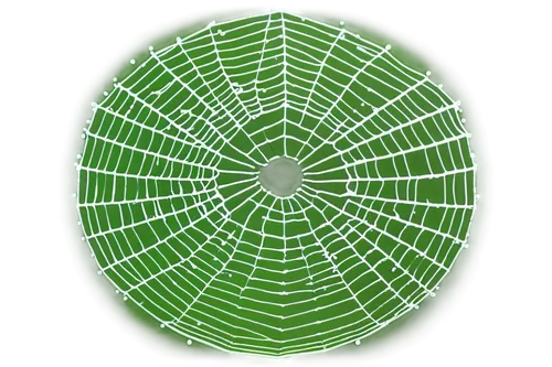 acorn leaf orb web spider,spider silk,spider network,spider web,spider net,spiderweb,spider's web,cobweb,webcrawler,wreath vector,patrol,anansi,web,spider burdock,aranburu,arachnid,arachnida,fan leaf,webbing,palm spider,Conceptual Art,Graffiti Art,Graffiti Art 03