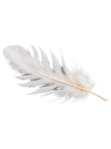 feather bristle grass,feather,chicken feather,white feather,hawk feather,light streak,swan feather,bird feather,sunburst background,pigeon feather,feather on water,silver grass,peacock feather,feather pen,dandelion background,featherlite,angelfire,volumetric,flying sparks,angel wing,Illustration,Realistic Fantasy,Realistic Fantasy 05