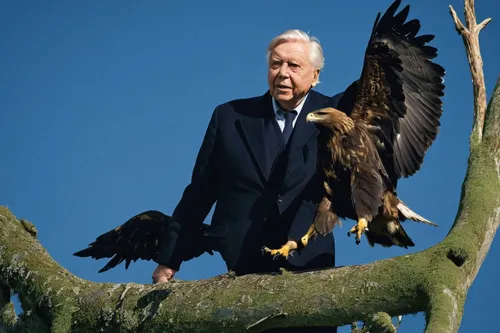 """British naturalist David Attenborough, shown here with a Golden Eagle in this undated file photo, is the host of the PBS series """"Life of Birds,"""" which you can now also stream via Amazon Prime