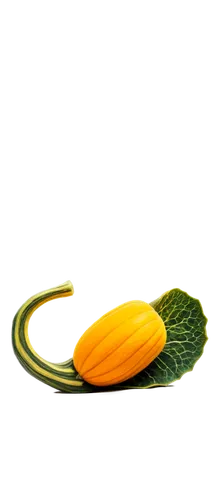 lotus png,bookmark with flowers,lotus leaf,lotus pod,water lily plate,flowers png,courgette,cucuzza squash,ikebana,armenian cucumber,yolk flower,lotus ffflower,nuphar,cucumis,pointed gourd,horn cucumber,areca nut,zucchini,accessory fruit,lotus leaves,Art,Artistic Painting,Artistic Painting 31