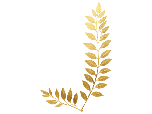 palm tree vector,spikelets,golden leaf,gold leaves,spikelet,strand of wheat,wheat ear,gold spangle,spiral background,wheat grain,elymus,gold flower,palm leaf,wheat,golden wreath,strands of wheat,gold wall,fern leaf,gold foil laurel,gold leaf,Photography,Artistic Photography,Artistic Photography 02