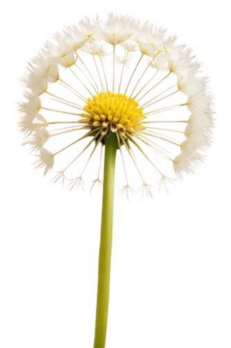 dandelion background,dandelion flower,common dandelion,leucanthemum,ox-eye daisy,apiaceae,dandelion,wood daisy background,camomile flower,white chrysanthemum,common daisy,the white chrysanthemum,chrysanthemum background,oxeye daisy,straw flower,shasta daisy,erigeron,taraxacum,daisy flower,leucanthemum maximum,Illustration,Realistic Fantasy,Realistic Fantasy 09